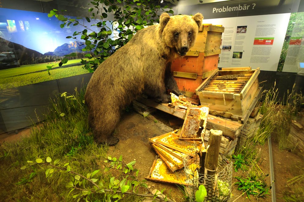 Bären im Trentino: Erst geholt, dann geschossen - Gallery. Braunbär Bruno bleibt der Nachwelt ausgestopft als Honigdieb erhalten.