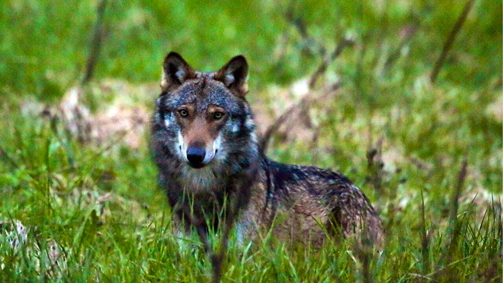 It is estimated that between 90 and 120 wolves live in Valais. 35 wolves were shot between September 2024 and the end of January 2025 (archive image)