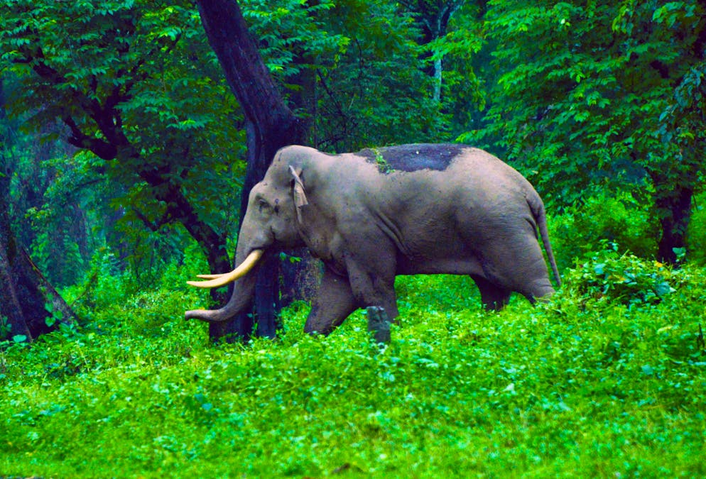 An elephant has attacked a tourist in India and fatally injured the German motorcyclist.