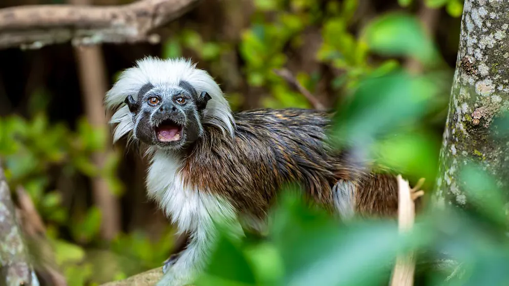 Les tamarins à crête blanche vivent désormais dans la volière du Pantanal du zoo de Zurich.