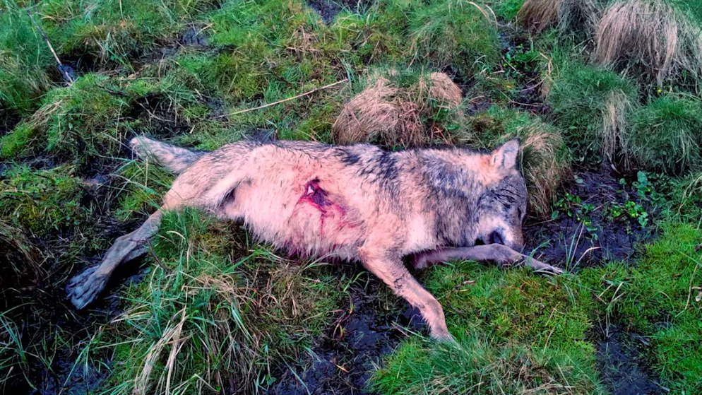 Les gardes-chasse glaronnais ont abattu un loup près d'Elm (GL) parce qu'il n'avait pas suffisamment peur de l'homme. (Image d'illustration)
