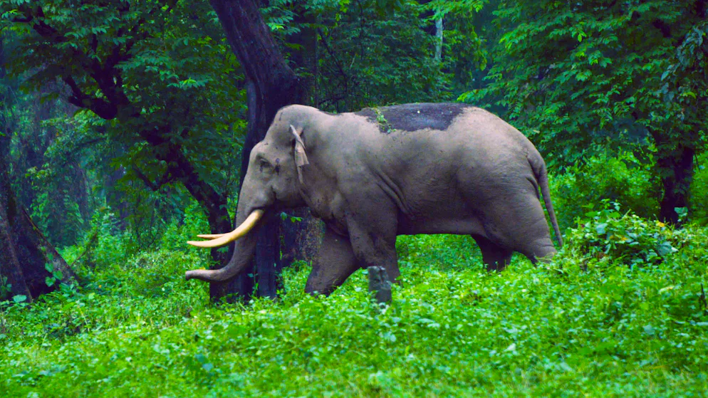 Warnungen ignoriert. Elefant spiesst deutschen Touristen auf der Strasse auf