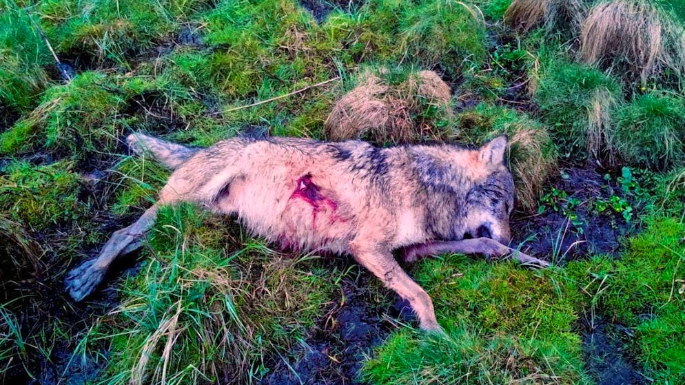 A dead wolf lies on a forest floor. The Glarus gamekeeper shot a wolf near Elm because it showed no fear of humans. (symbolic image)