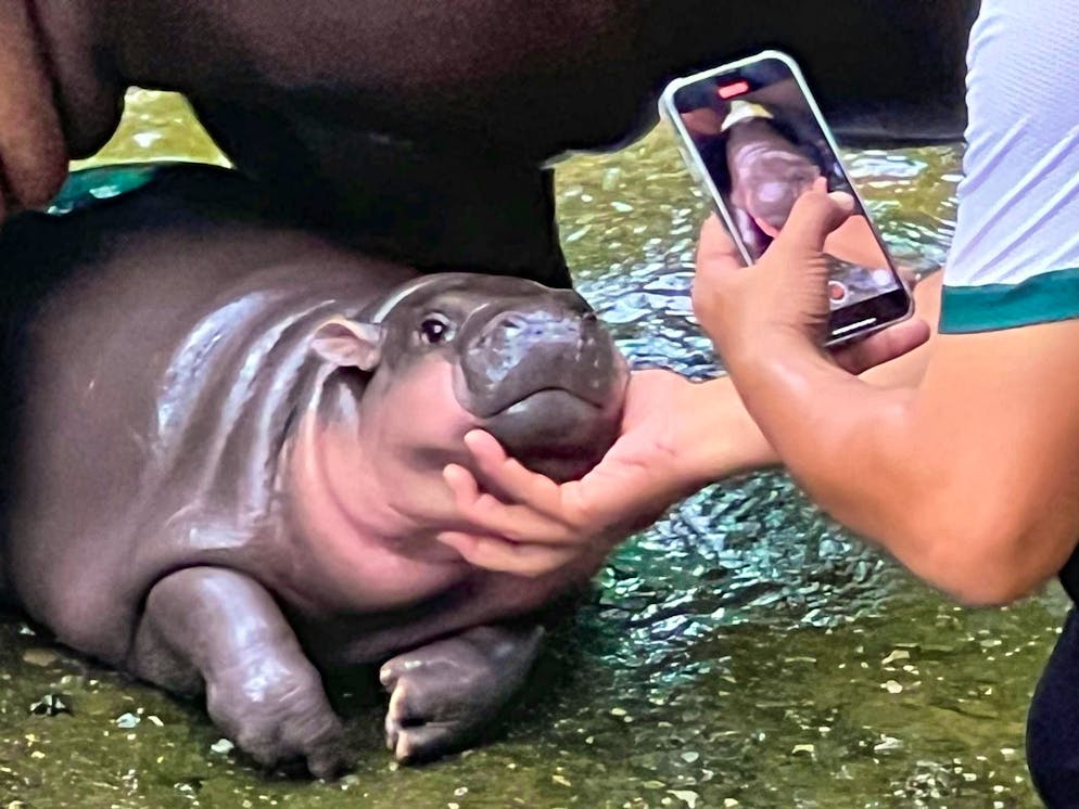 A hippo girl as a box office hit: the Moo Deng phenomenon - Gallery. With her chubby cheeks and cute facial expressions, Moo Deng conquered hearts and the Internet last year.