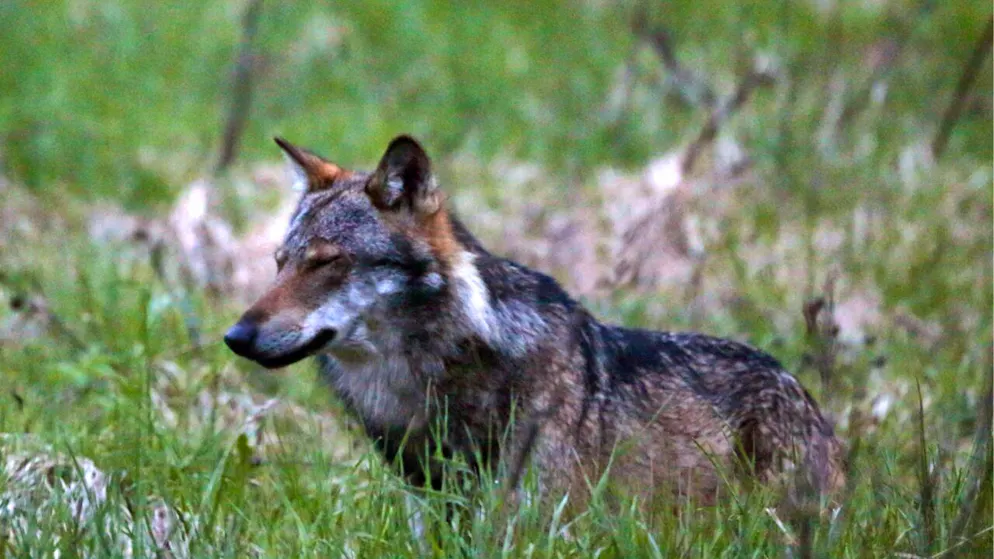 Canton Glarona. Un lupo si avvicina a un bimbo a Elm, abbattuto