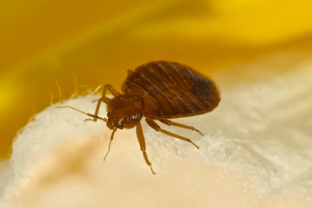 Selon des rapports au Sri Lanka, Ebony et la femme allemande non identifiée auraient pu être empoisonnées par des pesticides toxiques destinés à traiter des punaises de lit dans une chambre adjacente, 72 heures avant le drame.