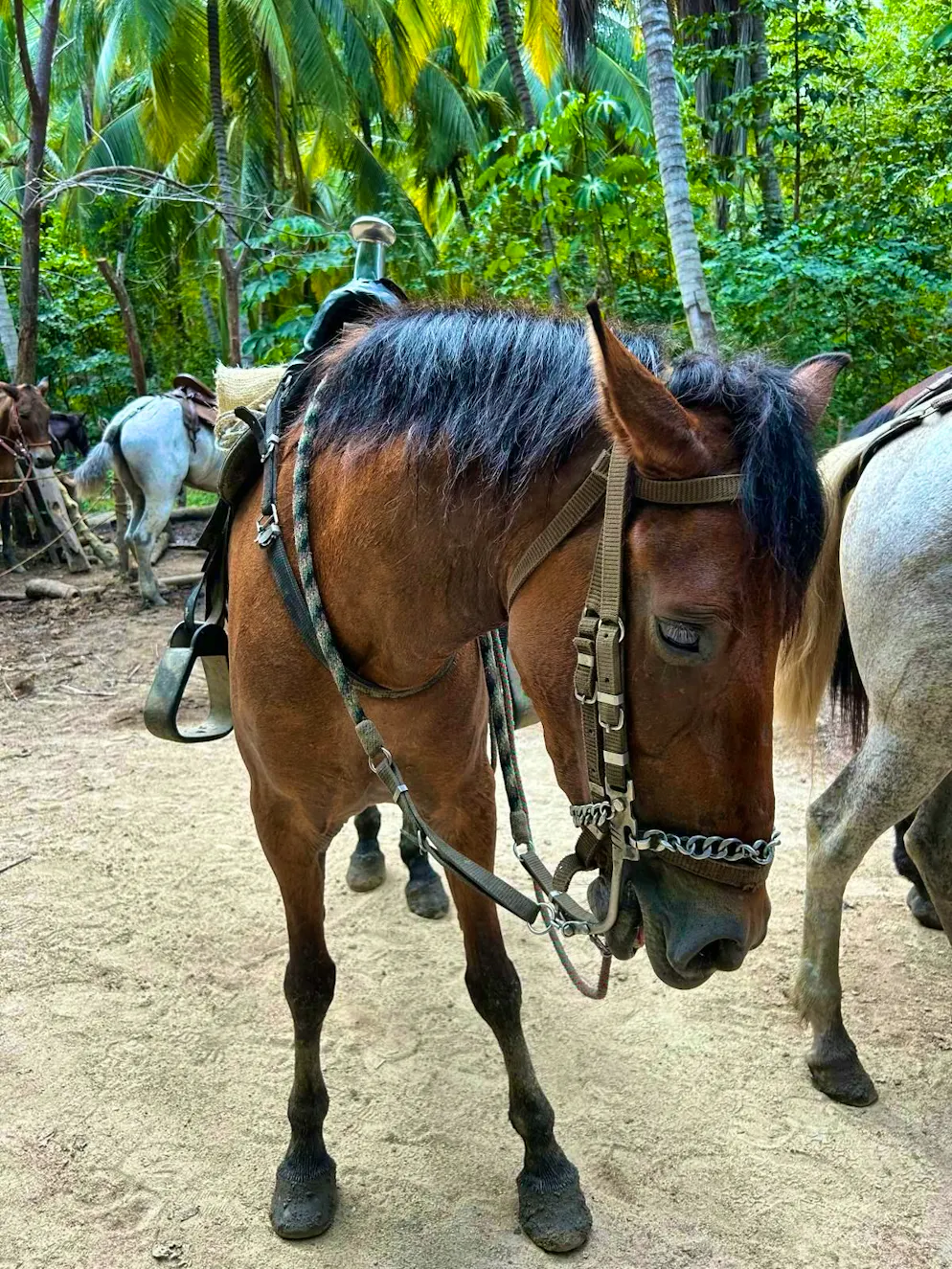 Tayrona National Park. The park can be explored on foot and - somewhat more adventurously - on horseback.