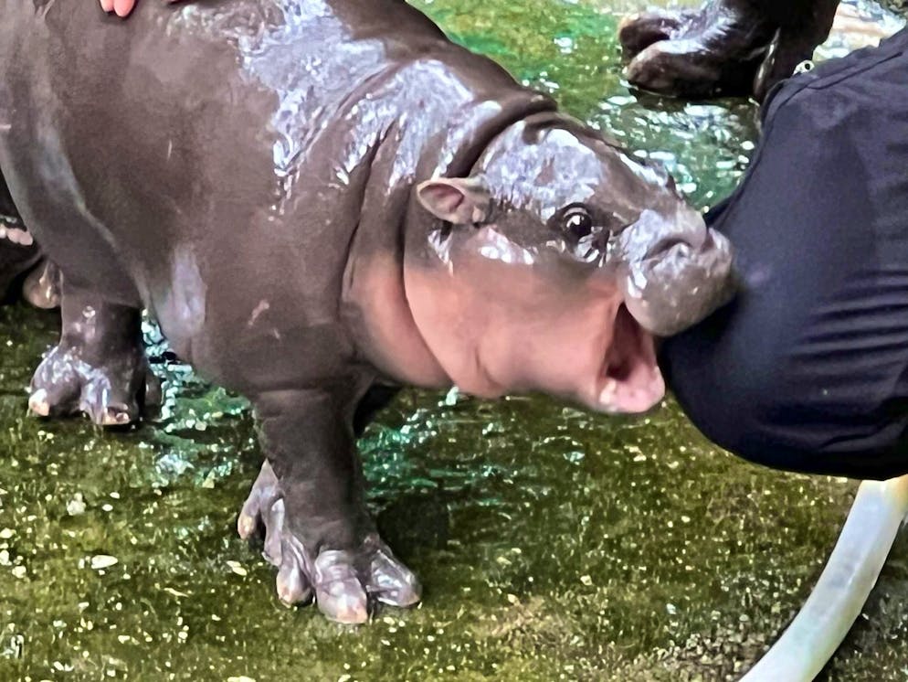 A hippo girl as a box office hit: the Moo Deng phenomenon - Gallery. The hippo girl's expressive facial expressions quickly went viral.
