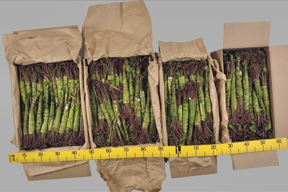 La khat in Europa è considerata una sostanza stupefacente.