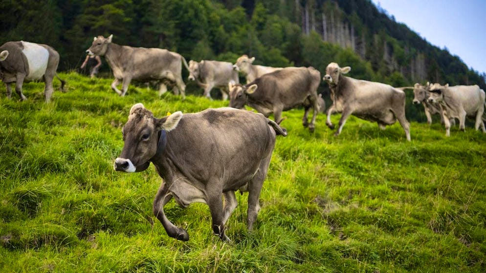 Reducing methane emissions from livestock by vaccination instead of feed additives would be particularly useful for free-range cows.