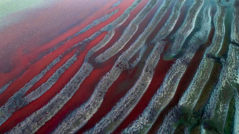 dpatopbilder - The banks of the RÌo de la Plata have turned an intense red at the mouth of the Sarandi River. Photo: Rodrigo Abd/AP/dpa
