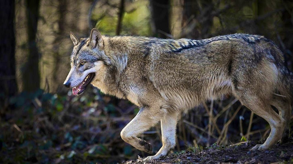 A wolf in the Bruderhaus wildlife park, photographed on Monday, February 5, 2024 in Winterthur. (archive image)