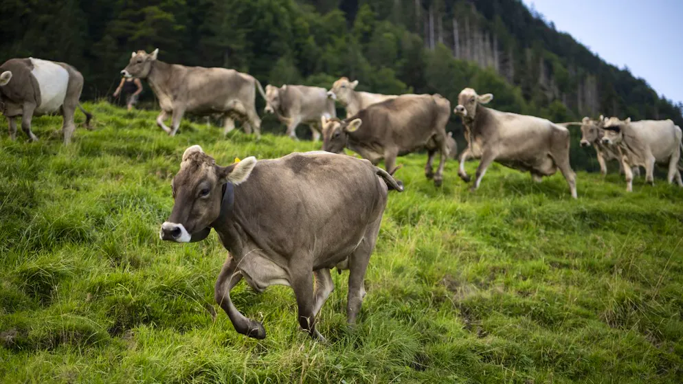 Greenhouse gas methane. Jeff Bezos invests 9 million dollars in 