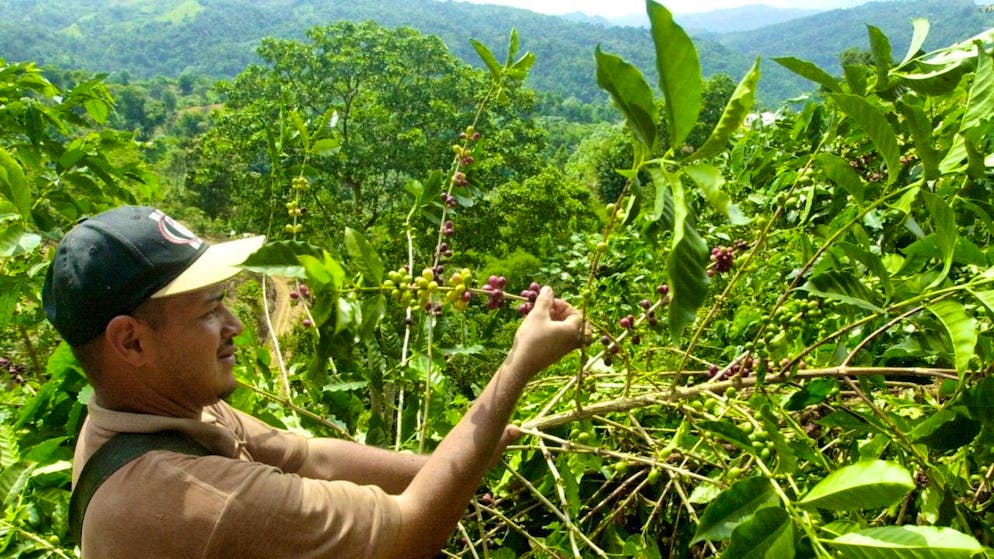A coffee farm in Puerto Rico: the area under cultivation worldwide is likely to decline due to climate change. (archive image)