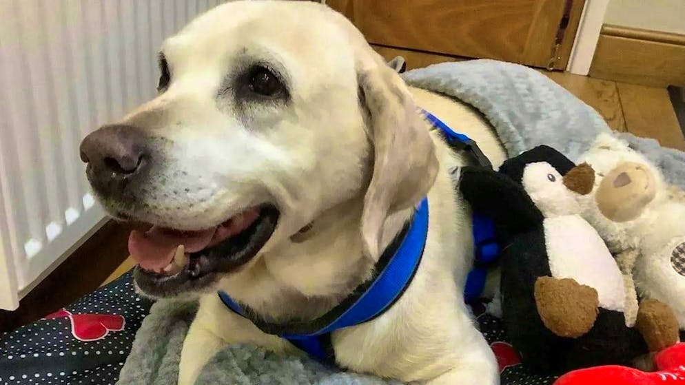 Seven years after her abduction, dog Daisy has been reunited with her owners Rita and Philip Potter in Norfolk, England.