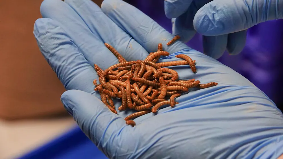 Die Möglichkeiten, Insekten in Lebensmitteln zu verarbeiten, nehmen zu. Eine Firma aus Frankreich bekommt in der EU jetzt eine neue Genehmigung. (Archivbild)