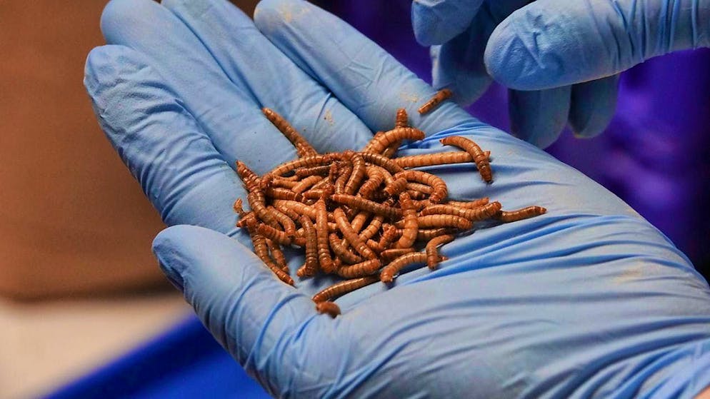 The possibilities for processing insects in food are increasing. A company from France has now been granted a new permit in the EU. (archive picture)