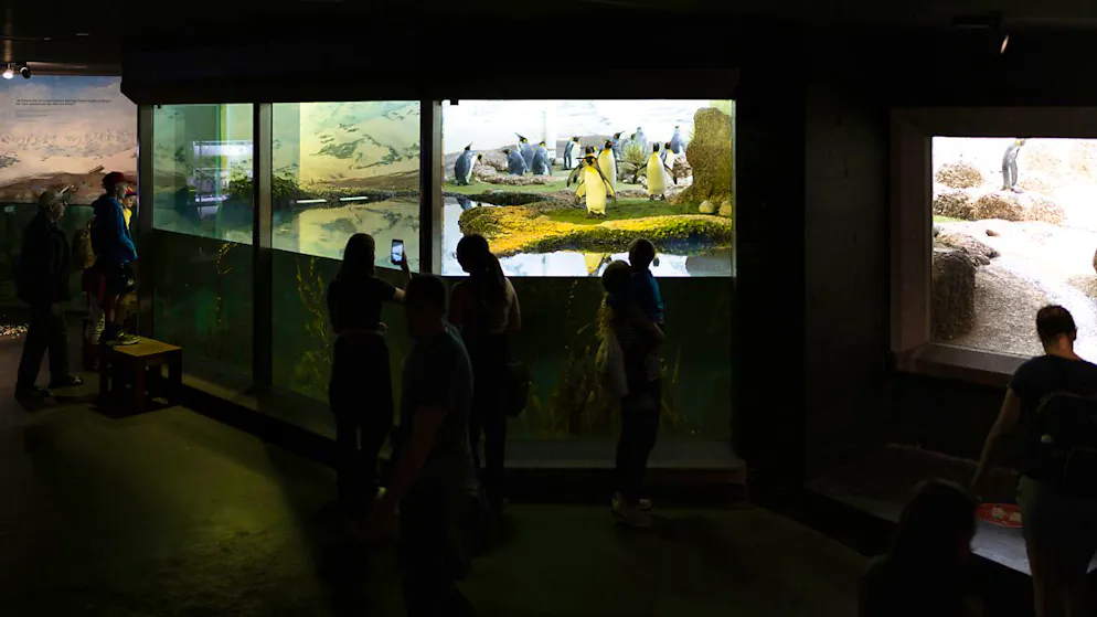 Wer sich Tickets für den Zoo Zürich online kaufen will, sollte vorsichtig sein: Es wird eine Kopie der Zoo-Webseite für betrügerische Zwecke missbraucht. (Archivbild)