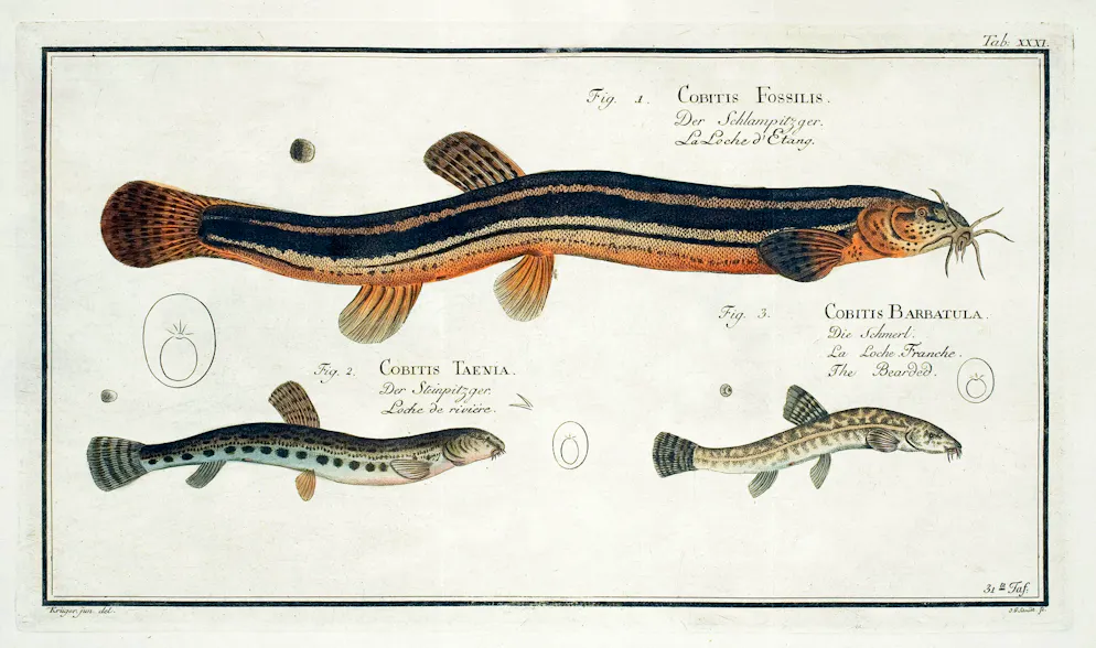 Il est demandé aux personnes qui participent au sondage si la première espèce de poisson nouvellement découverte doit s'appeler Barbatula fluvicola ou Barbatula amnicus. (Image d'illustration)