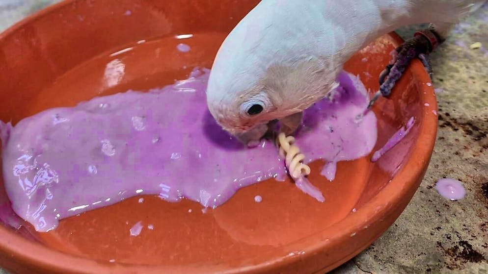 Goffin's cockatoos dip noodles in blueberry yogurt to flavor it.