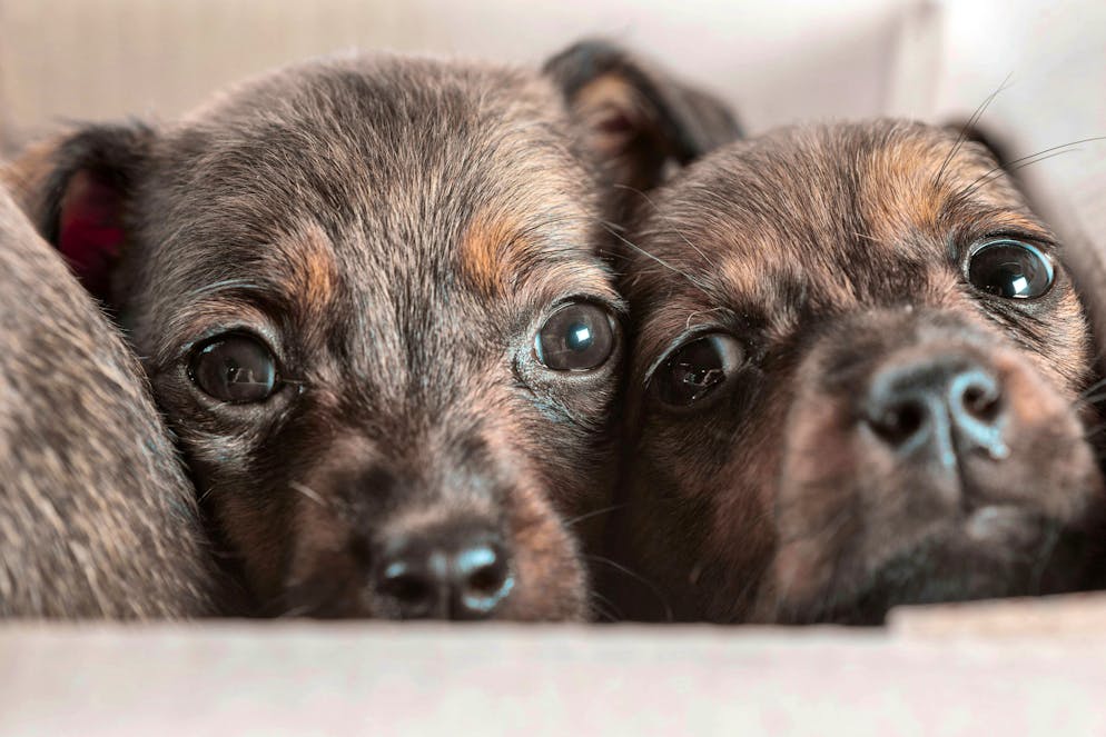 The online dog trade is a lucrative business, but puppies are often separated from their mothers too early.