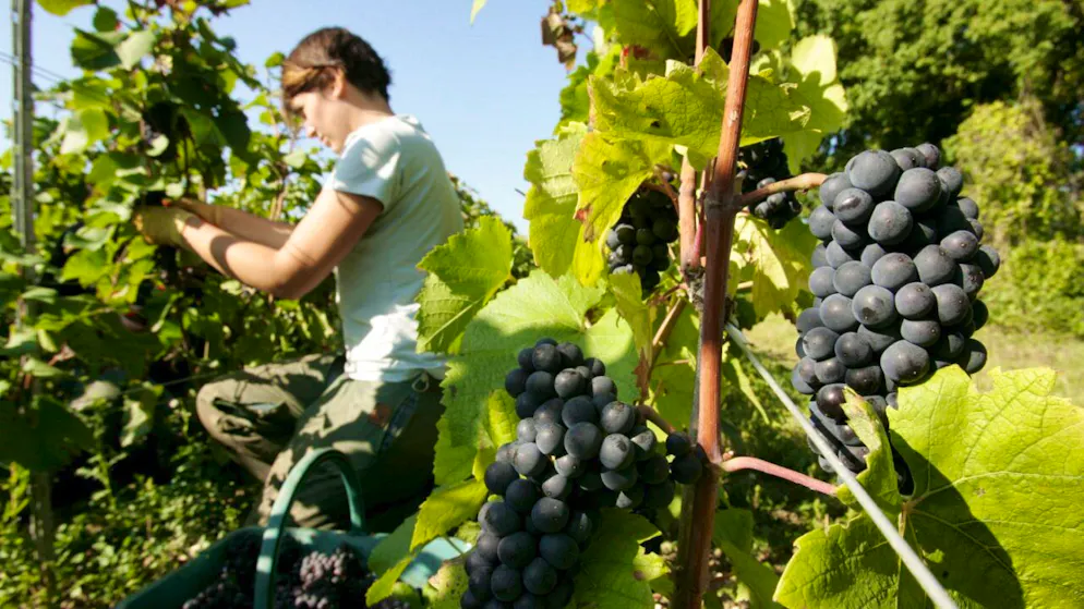 Zwar exportierte Frankreich im vergangenen Jahr gleich viel Wein ins Ausland, doch zu niedrigeren Preisen. (Archivbild aus der Champagne bei Epernay)