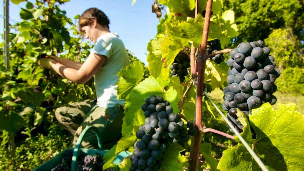 France exported the same amount of wine abroad last year, but at lower prices. (Archive image from Champagne near Epernay)