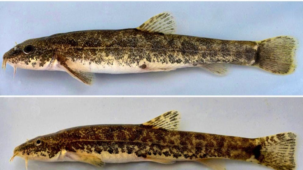 The two newly discovered Swiss fish of the genus Barbatula: Above, the fish that swims in calm waters. Below, the bearded goby, which lives in fast-flowing waters.