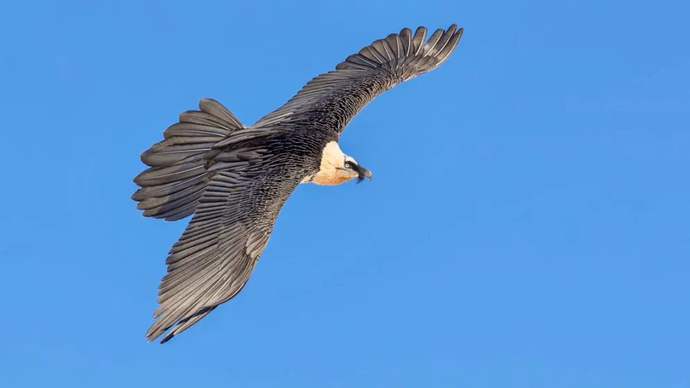 Alpes. La population de gypaètes barbus pourrait doubler d'ici dix ans