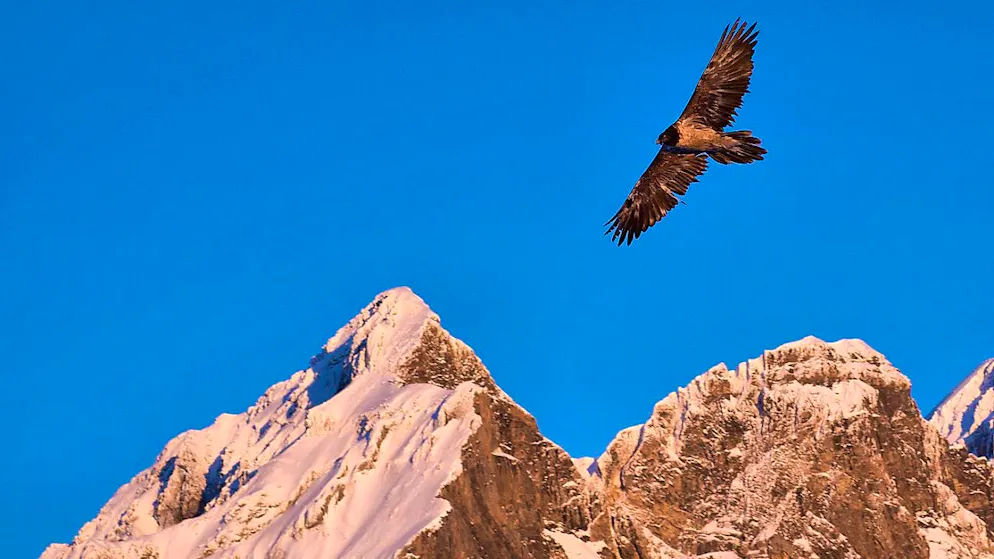 A bearded vulture circling in the Vaud Alps. (archive photo)