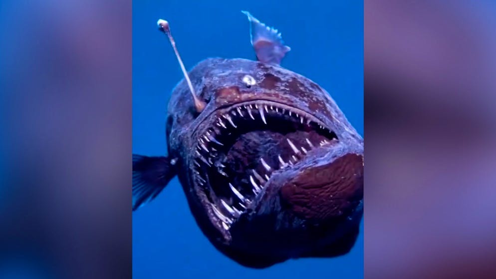 Monströse Kreatur aus «Findet Nemo». Tiefseeungeheuer verirrt sich an die Meeresoberfläche