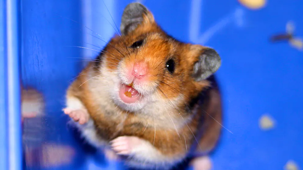 Hamster sind beliebte Haustiere, doch leider leben die kleinen Gesellen nicht besonders lang – ihre Lebenserwartung beträgt nur zwei bis vier Jahre.