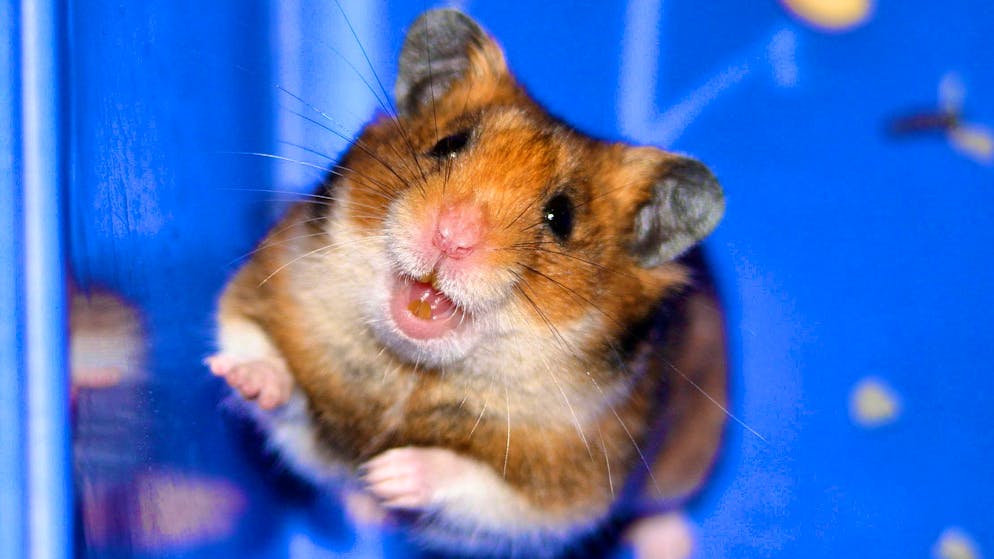 I criceti sono animali domestici molto amati, ma purtroppo non vivono molto a lungo: la loro aspettativa di vita è di soli due o quattro anni (immagine simbolica).