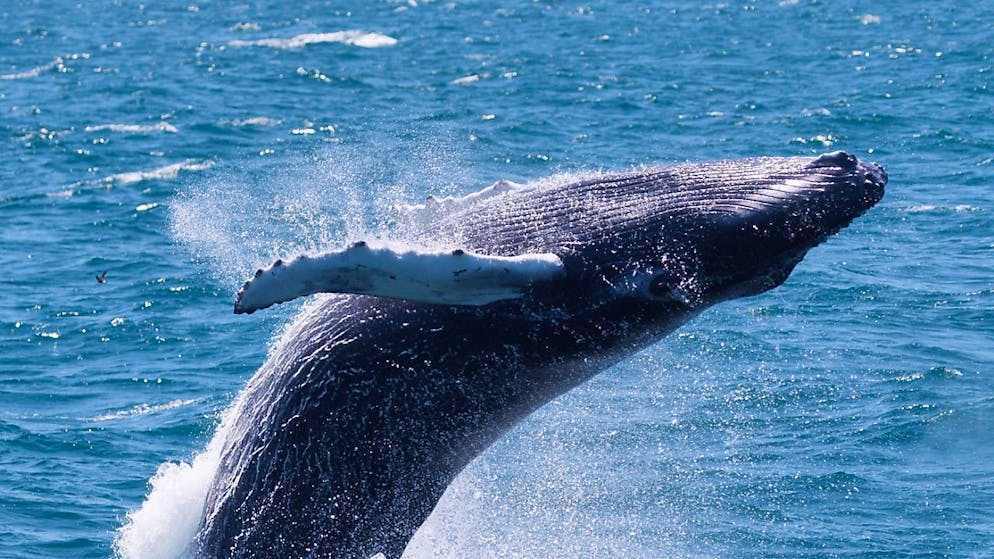 Una megattera. (immagine simbolica)