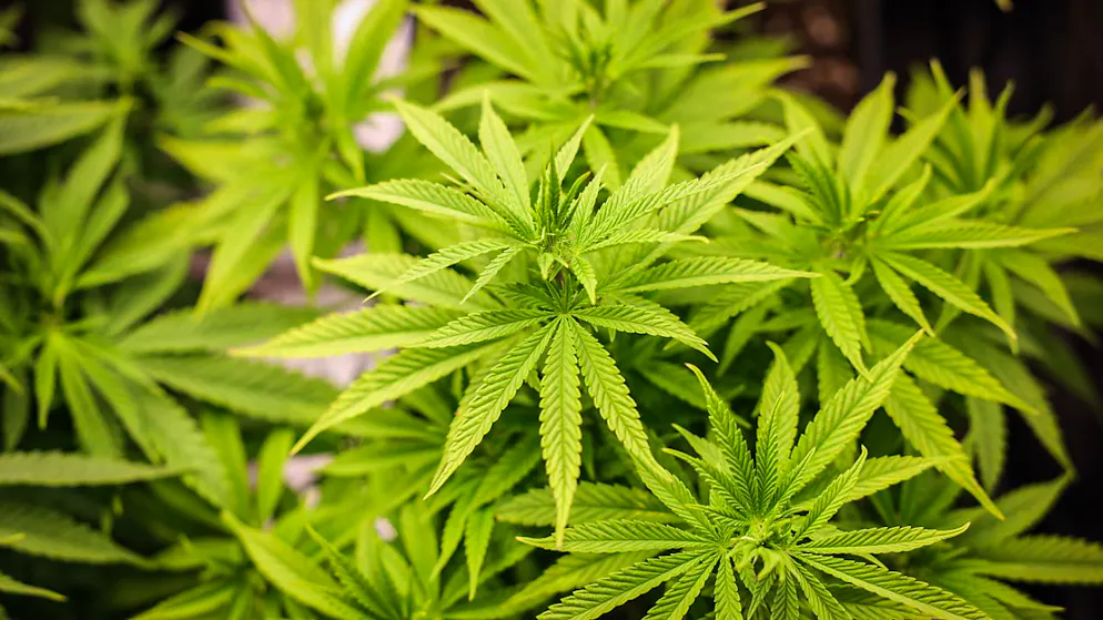 Erwachsenen in der Schweiz soll künftig ein strikt geregelter Zugang zu Cannabis ermöglicht werden. (Themenbild)