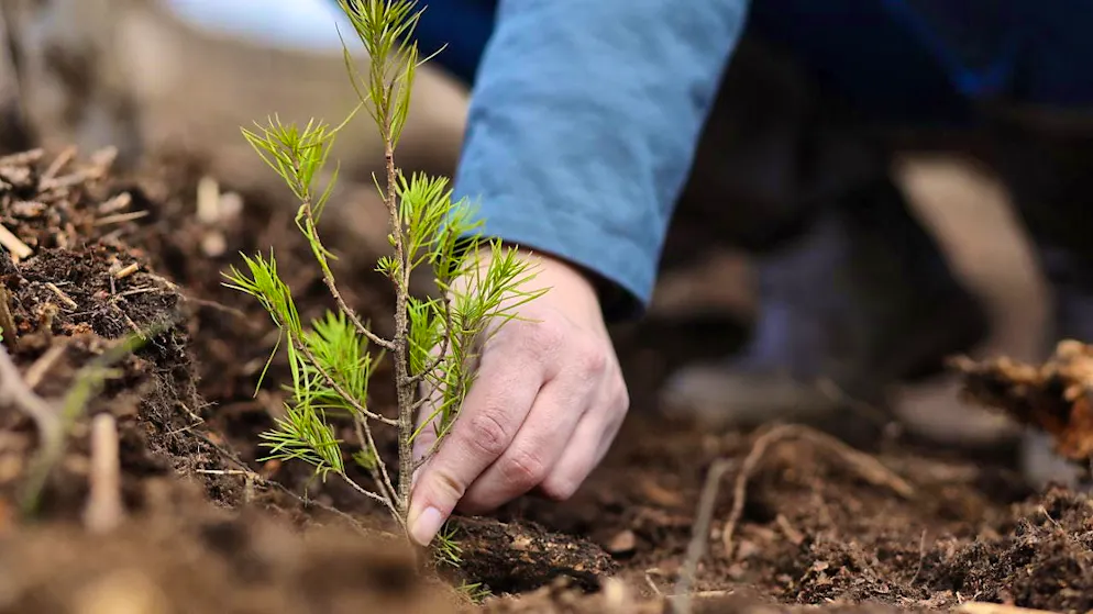 Climeworks feels lull in customer search - Gallery. Since last April, however, Climeworks has also been offering reforestation projects from partners. (symbolic image)