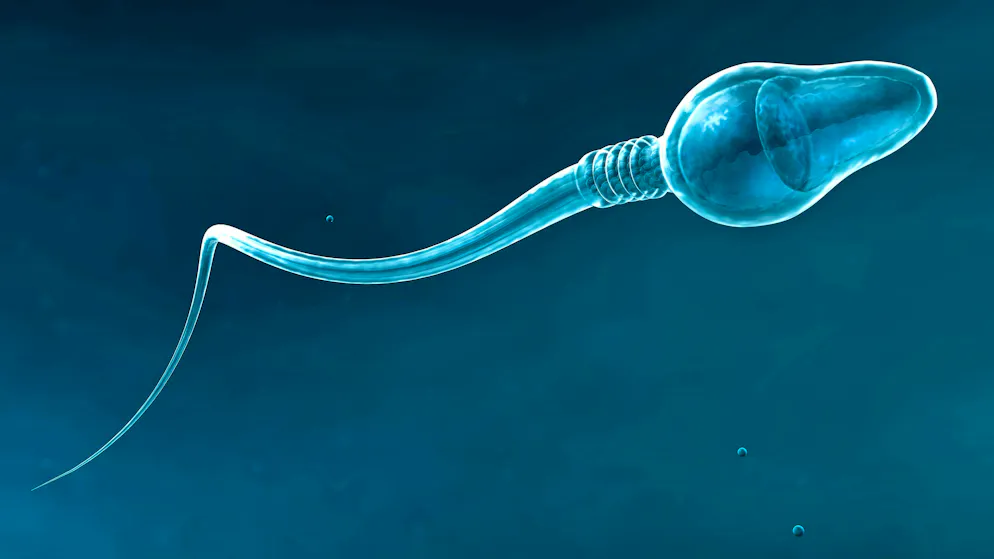 Circular forward movement of a single, slightly transparent, scientifically correct sperm on a blue background. (Illustration)