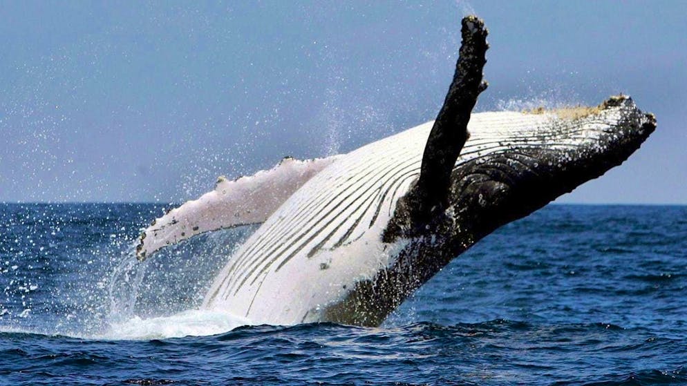 ARCHIVE - A humpback whale jumps out of the water off the coast. Photo: Jose Jacome/epa efe/dpa