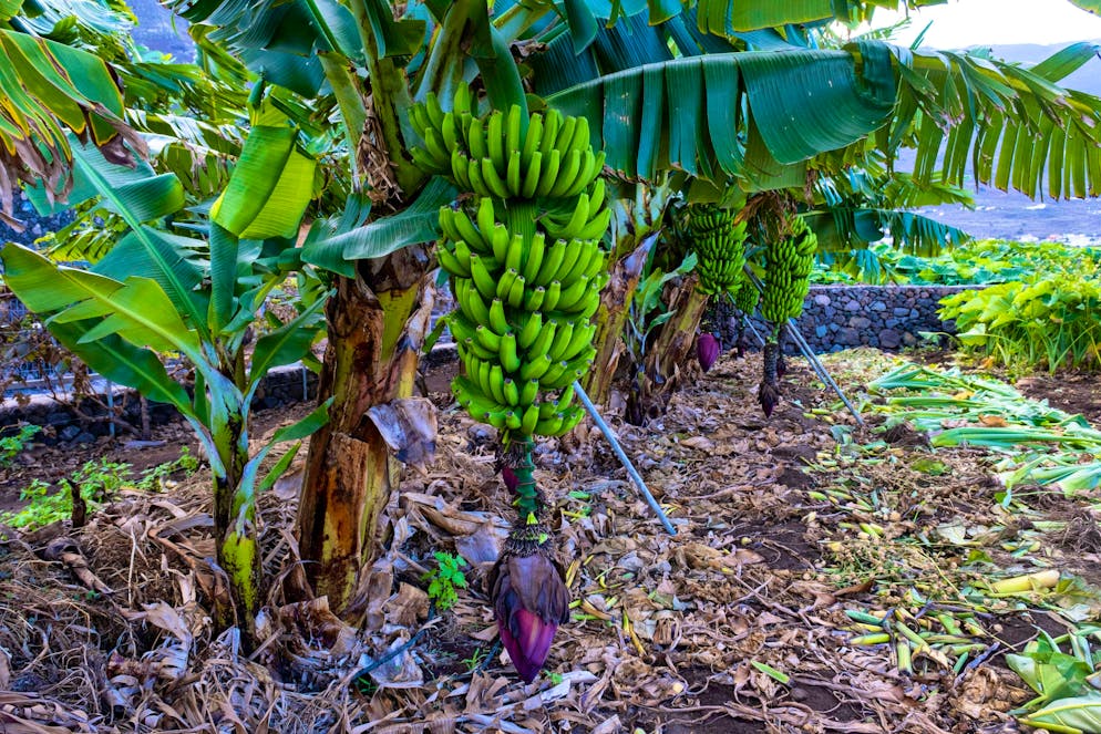 Until now, the fruits of the banana tree in Europe have only grown and ripened in more southerly climes - the picture shows a plantation on El Hierro, Canary Islands.