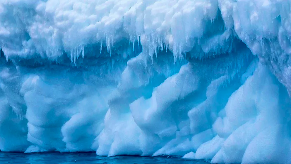 Only a few animals survive in the Antarctic. (archive picture)