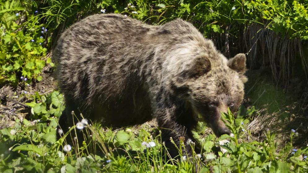 Ein Braunbär in einem slowakischen Gebirgstal. In der Slowakei gibt es mehr als tausend frei lebende Braunbären. (Archivbild)