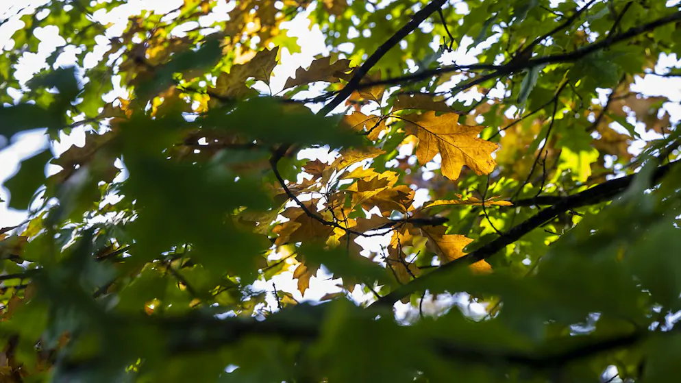 La Ville de Genève a identifié 13 endroits, dans le quartier des Pâquis, qui accueilleront de nouveaux arbres cette année (image d'illustration).