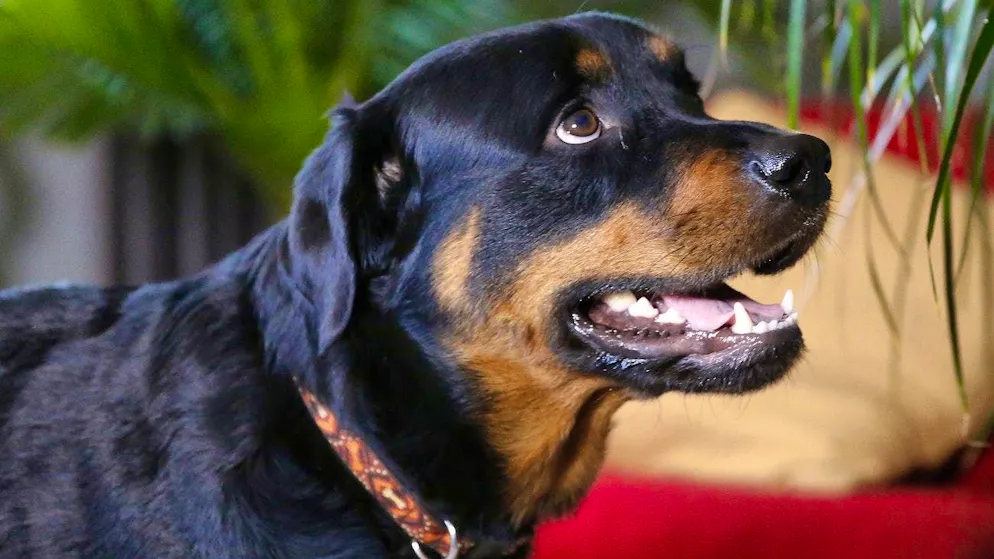 The basic nature of the Rottweiler is friendly and peaceful. To control them and steer their sometimes impulsive and extremely territorial nature in the right direction requires expertise and a sure, experienced hand from the owner. (theme picture)