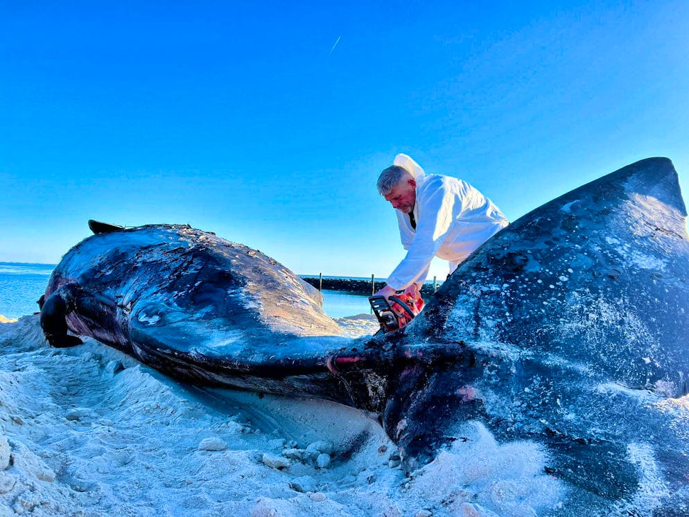 It was not easy for Timo Arp to cut through the whale's huge body with his chainsaw this morning. 