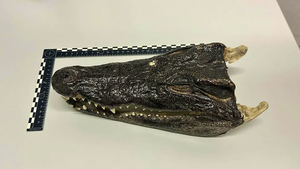 La tête de crocodile a été remise à l'Office fédéral de la sécurité alimentaire et des affaires vétérinaires .