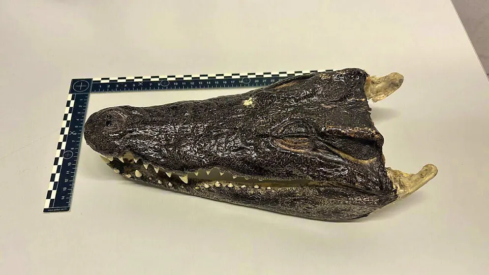 In December, customs officers found the head of an endangered Siamese crocodile at Zurich Airport.