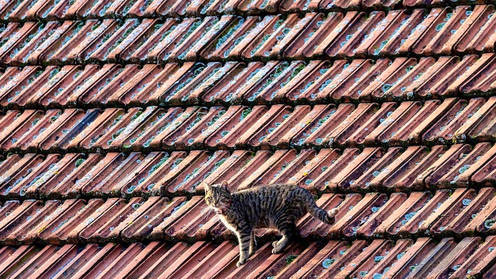 The Federal Council is in favor of mandatory chipping for all cats. (theme picture)