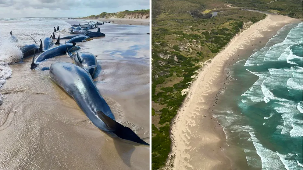 Mehr als 150 Kleine Schwertwale in Tasmanien gestrandet - Gallery. Es war die erste Strandung dieser Spezies seit 50 Jahren.