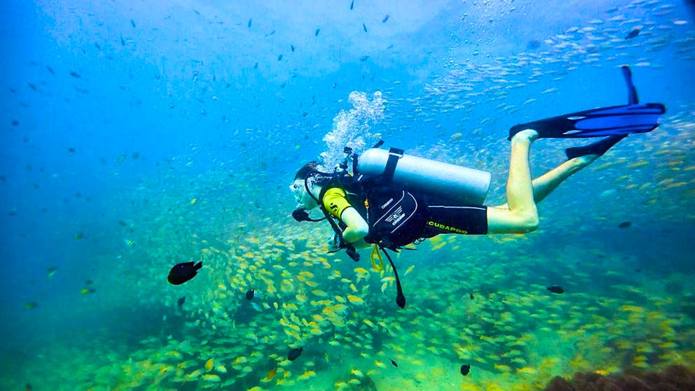 Fish recognize divers and stubbornly follow them when there is something to get. (archive picture)