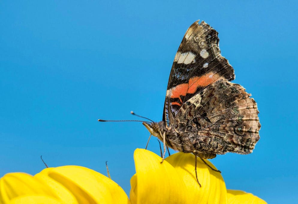 A butterfly of the species "Admiral" (symbolic image). In Brazil, a teenager died after injecting himself with butterfly remains.